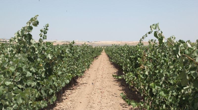 Albacete - Caudete - 11700m2