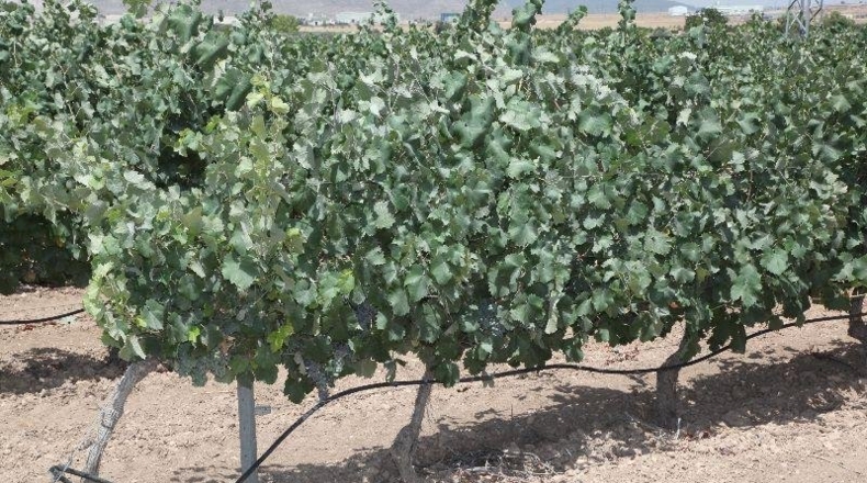 Albacete - Caudete - 11700m2