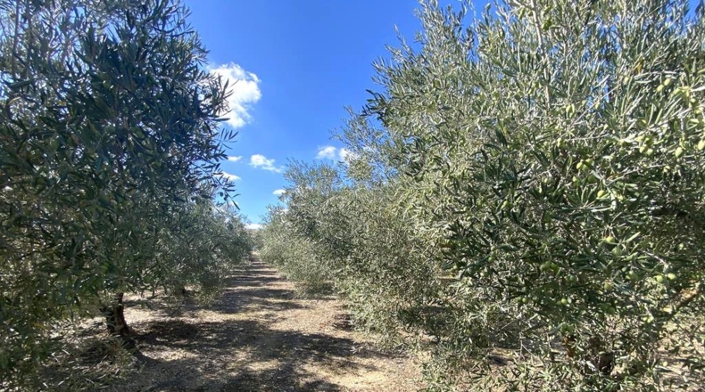 Albacete - Caudete - 3151m2