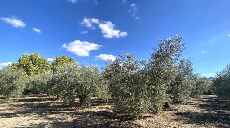 Albacete - Caudete - 3151m2