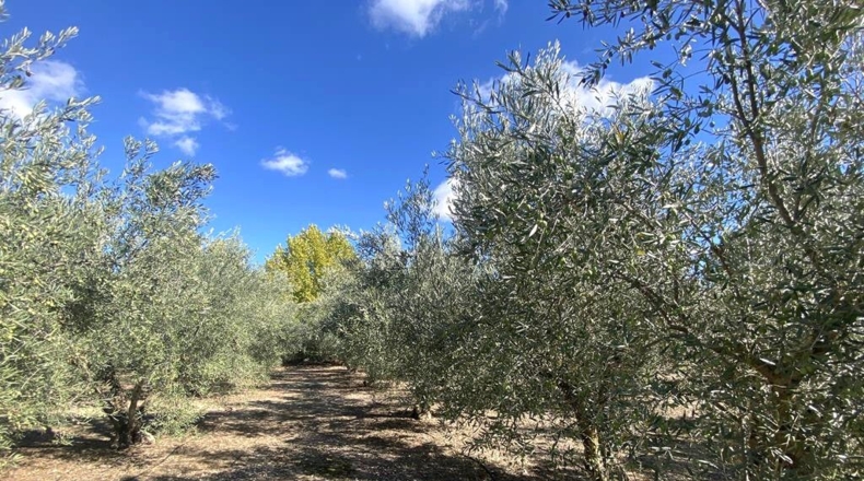 Albacete - Caudete - 3151m2
