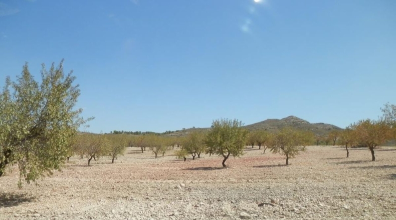 Albacete - Caudete - 162900m2