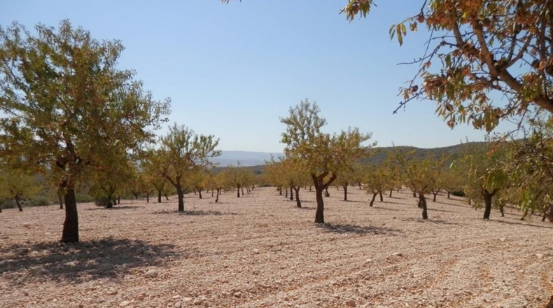 Albacete - Caudete - 162900m2