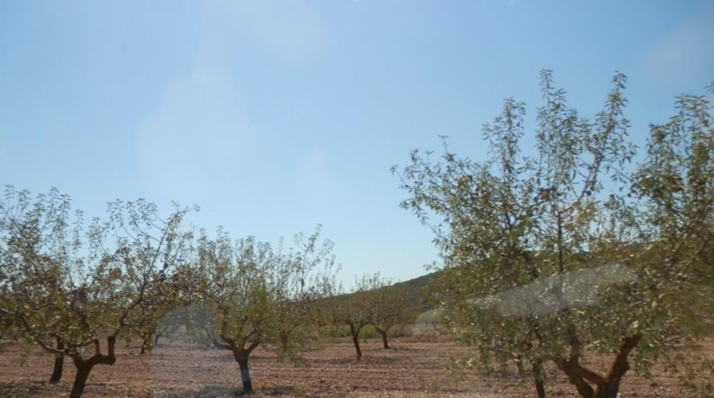 Albacete - Caudete - 162900m2