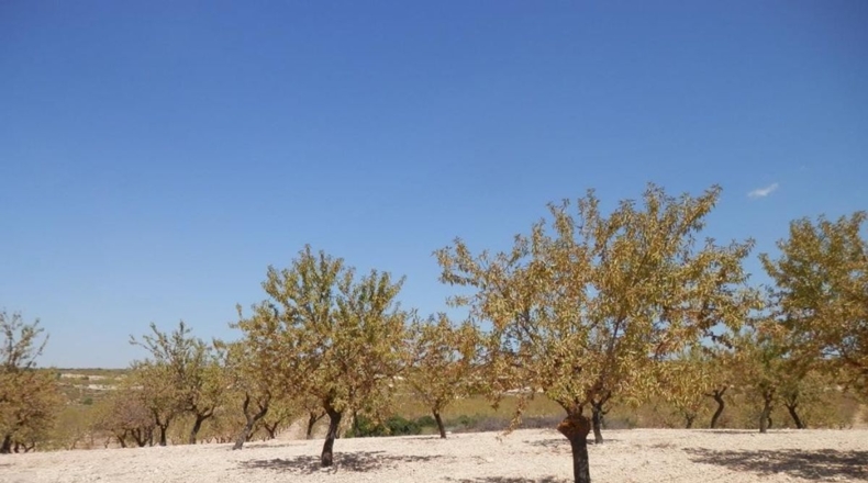 Albacete - Caudete - 162900m2