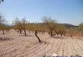 Terreno no urbanizable en venta en Caudete ref: TR32556 foto