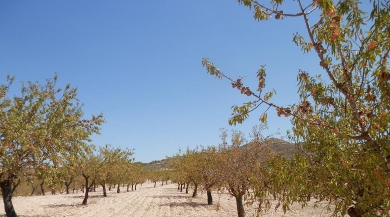 Albacete - Caudete - 162900m2