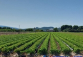 Non-developable land for sale in Caudete ref: TR67290 photo