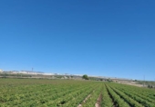 Non-developable land for sale in Caudete ref: TR67290 photo
