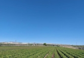Non-developable land for sale in Caudete ref: TR67290 photo
