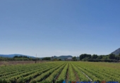 Non-developable land for sale in Caudete ref: TR67290 photo