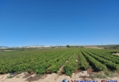 Non-developable land for sale in Caudete ref: TR67290 photo