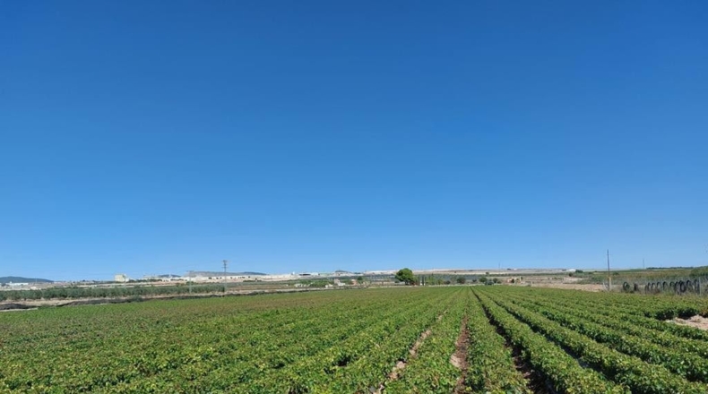 Albacete - Caudete - 15408m2