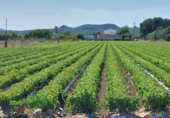 Non-developable land for sale in Caudete ref: TR67290 photo