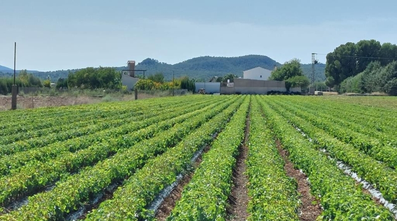 Albacete - Caudete - 15408m2