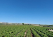 Non-developable land for sale in Caudete ref: TR67290 photo
