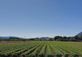 Non-developable land for sale in Caudete ref: TR67290 photo