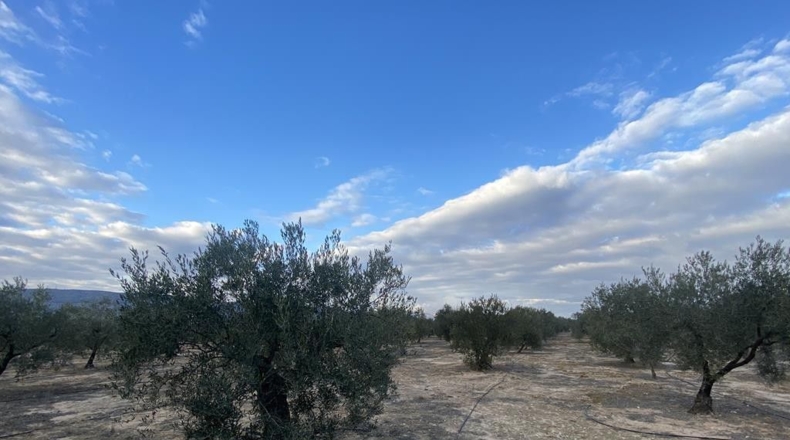 Alicante - Villena - 15142m2