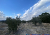 Xalet independent amb terreny en venda a Villena ref.: TR74926 foto