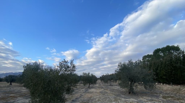 Alicante - Villena - 15142m2