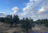 Xalet independent amb terreny en venda a Villena ref.: TR74926 foto
