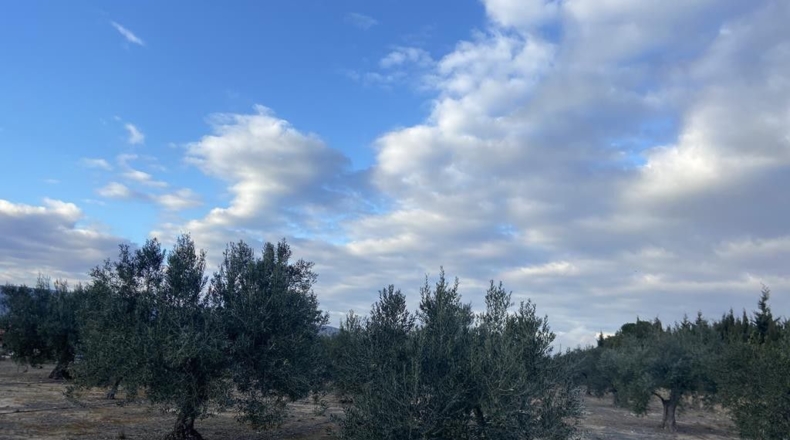 Alicante - Villena - 15142m2
