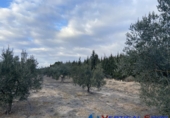 Xalet independent amb terreny en venda a Villena ref.: TR74926 foto