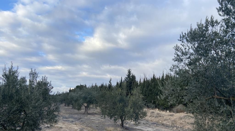 Alicante - Villena - 15142m2