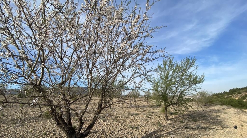 Albacete - Caudete - 10224m2
