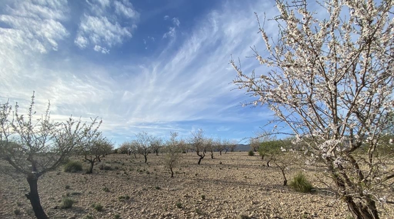 Albacete - Caudete - 10224m2