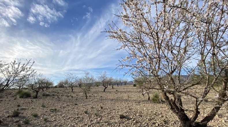 Albacete - Caudete - 10224m2