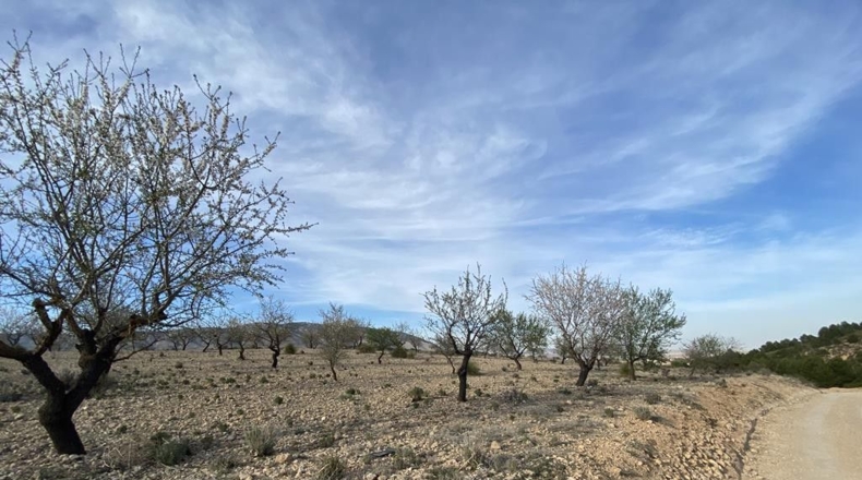 Albacete - Caudete - 10224m2