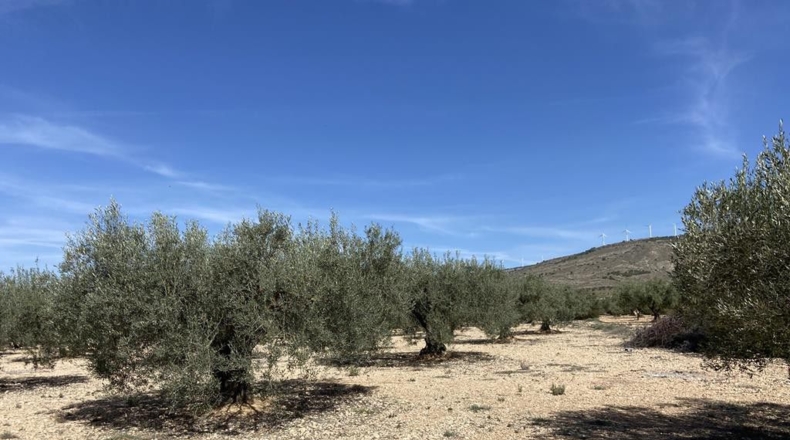 Albacete - Caudete - 7628m2