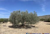 Terreno no urbanizable en venta en Alcalá del Júcar ref: TR73672 foto