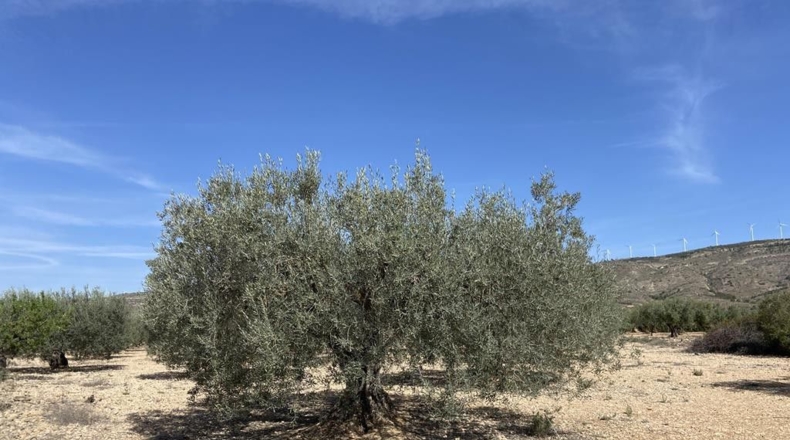 Albacete - Caudete - 7628m2