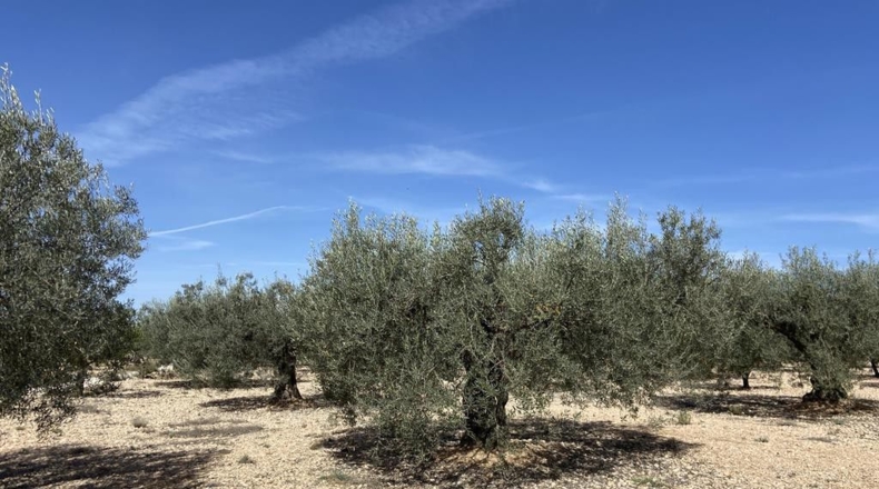Albacete - Caudete - 7628m2
