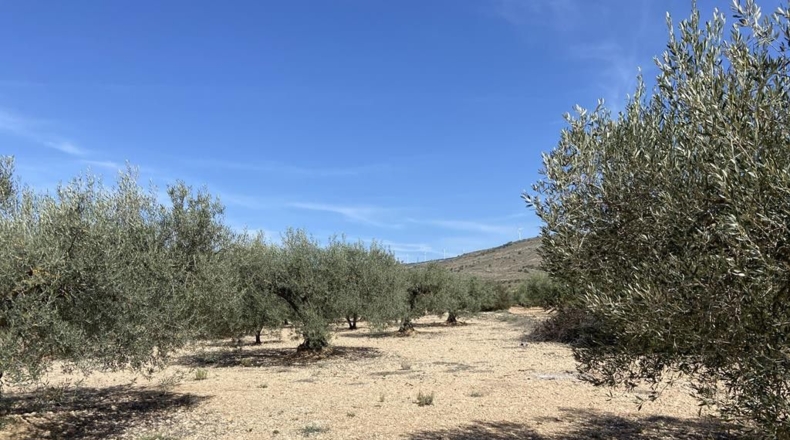 Albacete - Caudete - 7628m2