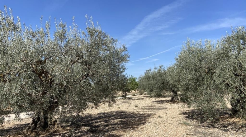 Albacete - Caudete - 7628m2
