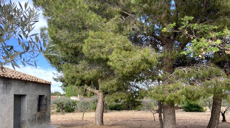 Albacete - Caudete - 9450m2