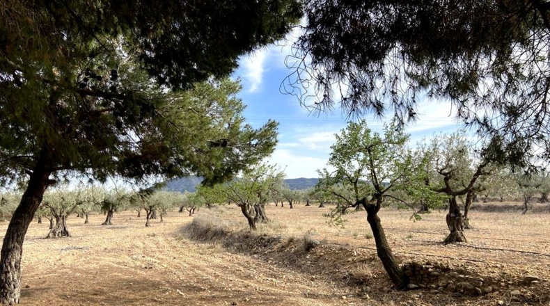 Albacete - Caudete - 9450m2