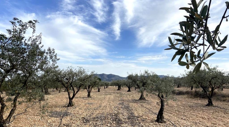 Albacete - Caudete - 9450m2