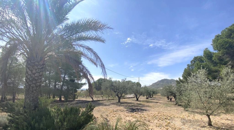 Albacete - Caudete - 5545m2