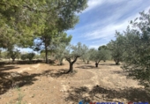 Chalet independiente con terreno en venta en Caudete ref: TR203886 foto