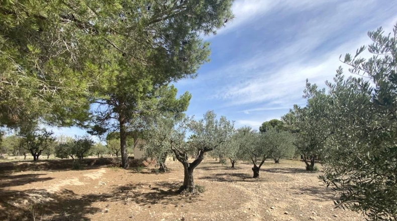 Albacete - Caudete - 5545m2