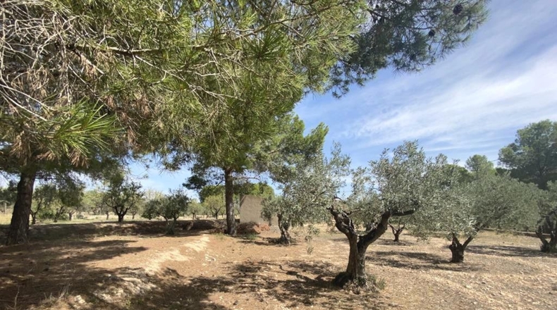 Albacete - Caudete - 5545m2
