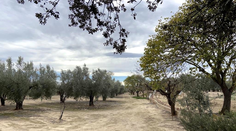 Albacete - Caudete - 15m2
