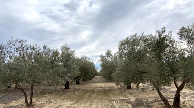 Albacete - Caudete - 15m2