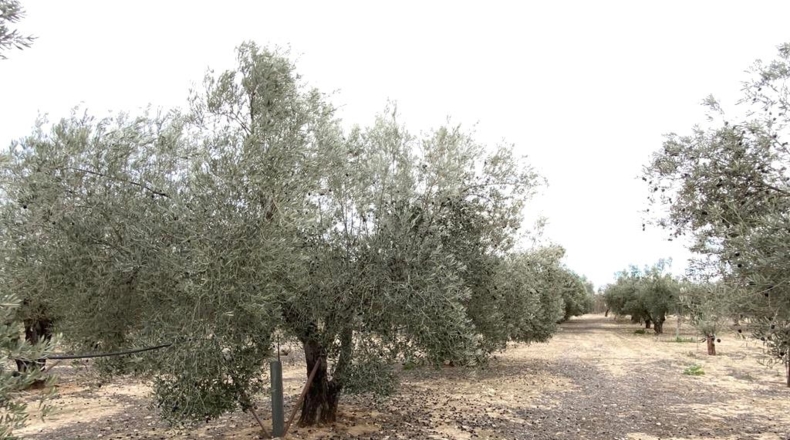 Albacete - Caudete - 15m2