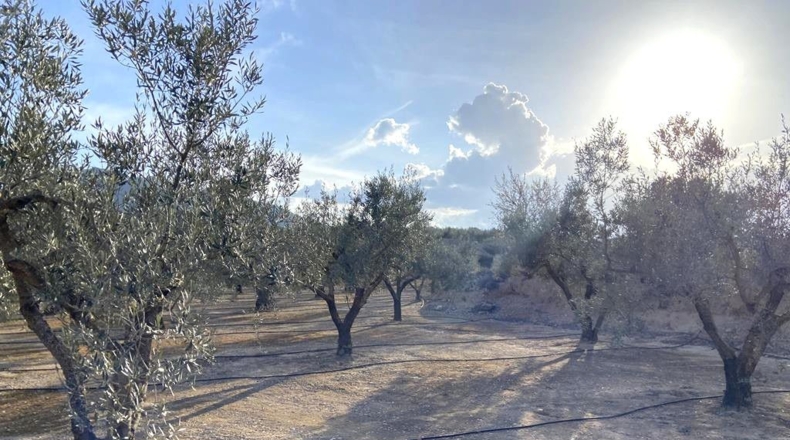 Albacete - Caudete - 10911m2