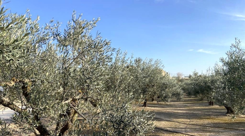 Albacete - Caudete - 10911m2